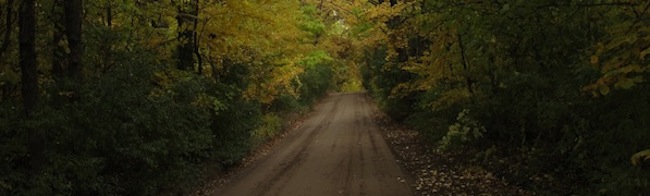 road into trees
